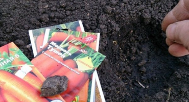 Jak správně zasadit mrkev se semeny na otevřeném poli